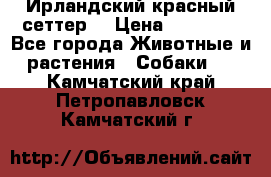 Ирландский красный сеттер. › Цена ­ 30 000 - Все города Животные и растения » Собаки   . Камчатский край,Петропавловск-Камчатский г.